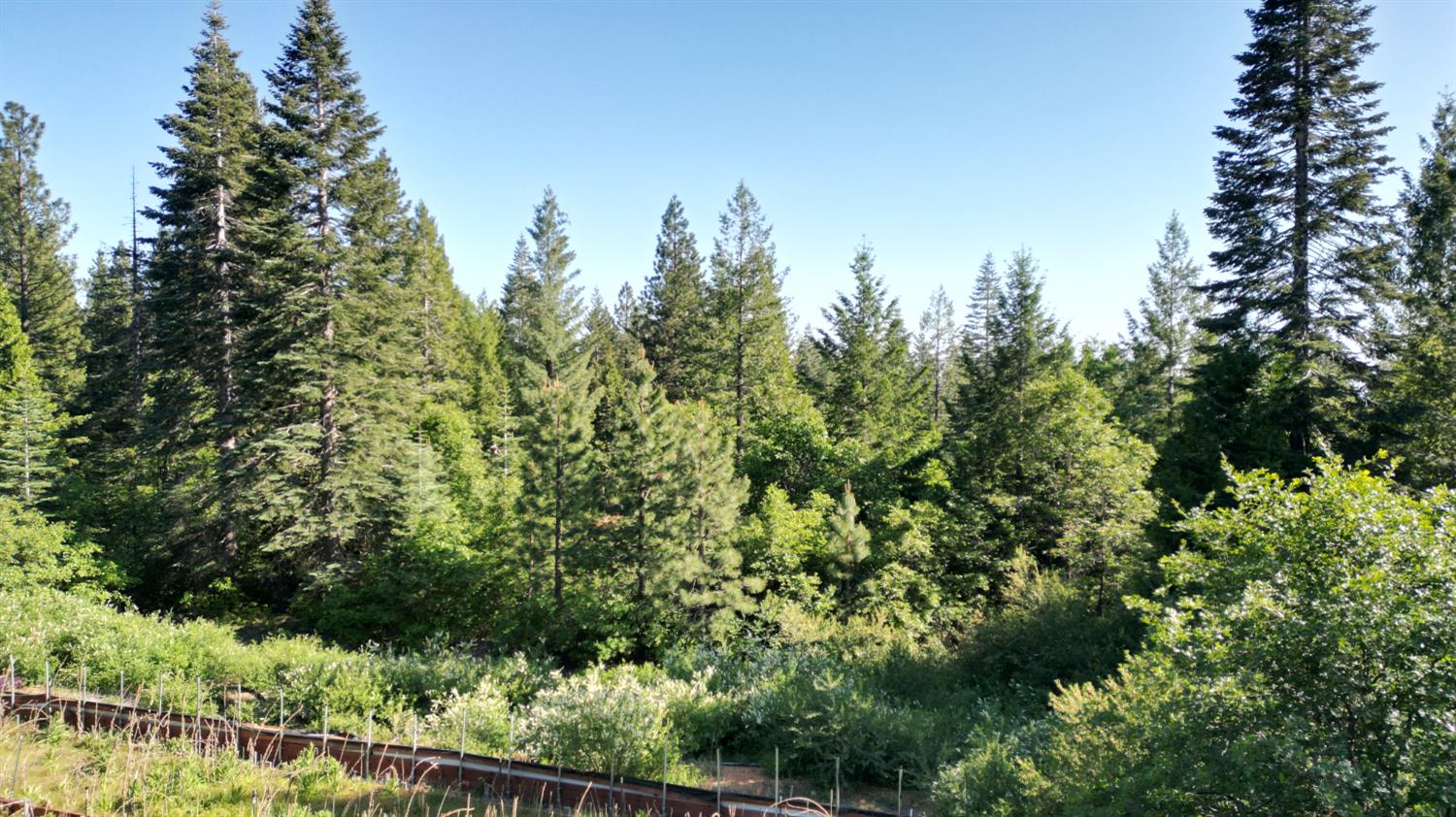 22281 Back Bone Road Nevada City, CA 95959 - Photo 18 of 26 a view of a garden with a tree