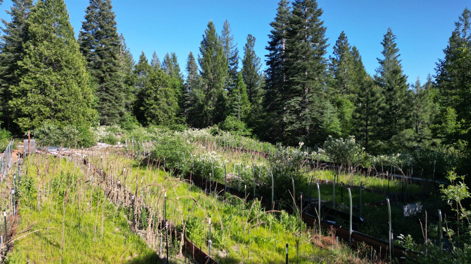 22281 Back Bone Road Nevada City, CA 95959 - Photo 21 of 26 a view of a garden
