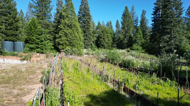 view of a bunch of flowers and a building