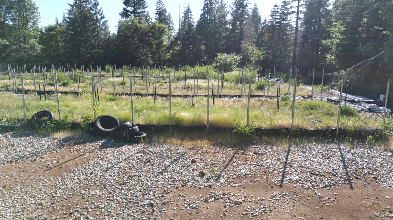 22281 Back Bone Road Nevada City, CA 95959 - Photo 3 of 26 a view of a lake with a yard and large trees