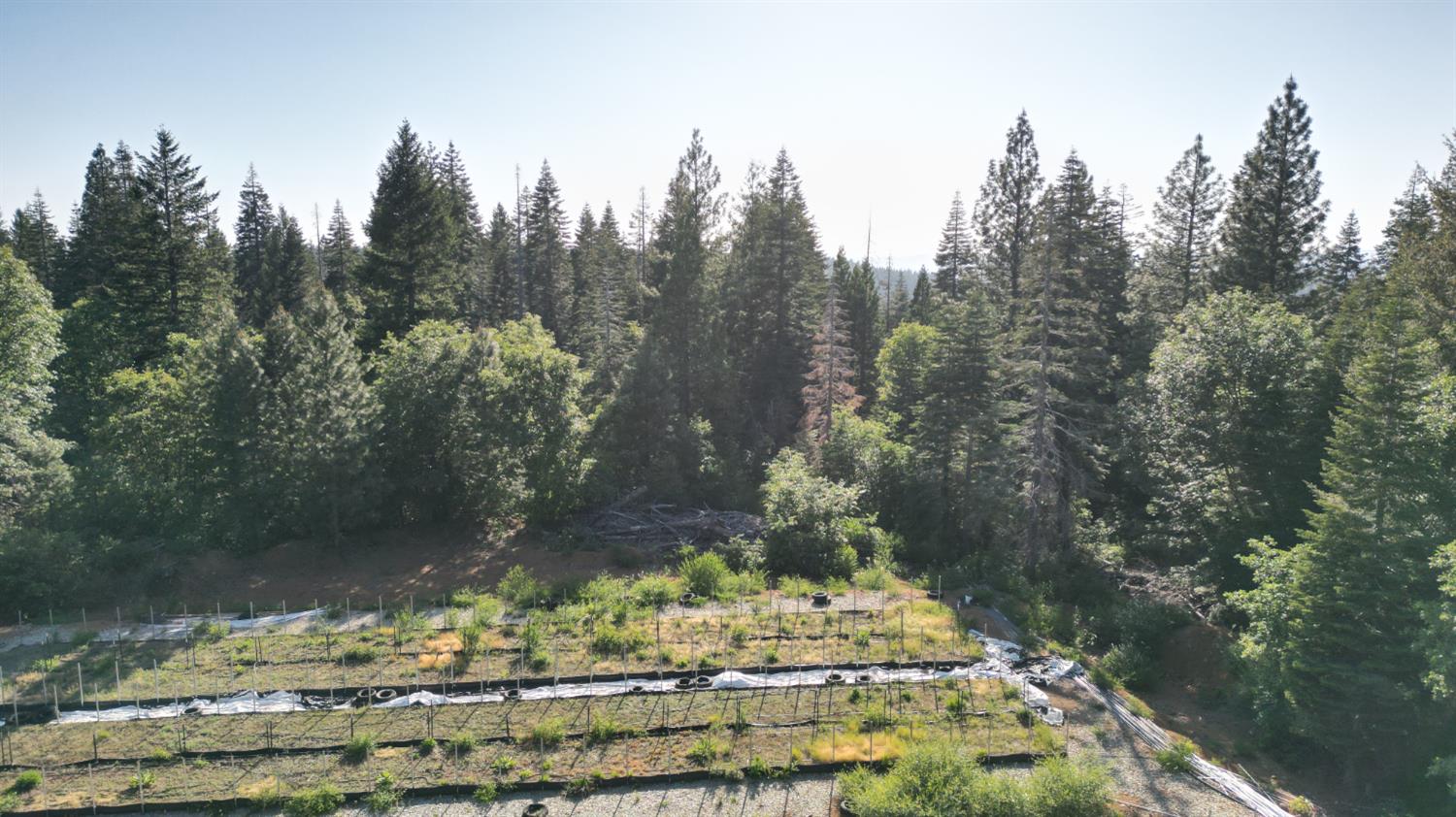 22281 Back Bone Road Nevada City, CA 95959 - Photo 4 of 26 a view of a backyard of the house