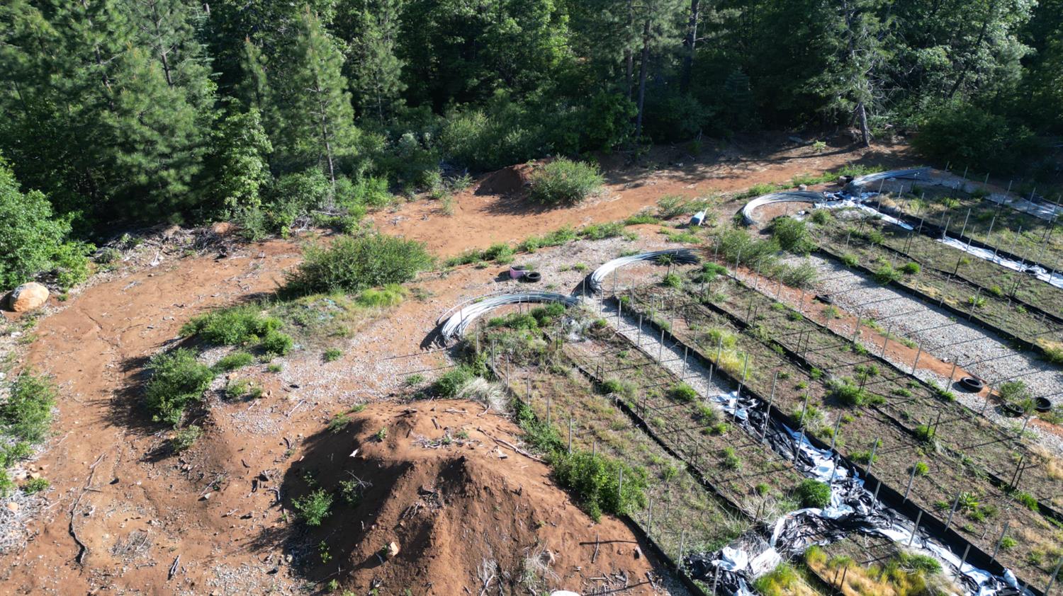 22281 Back Bone Road Nevada City, CA 95959 - Photo 5 of 26 a view of a forest with a tree