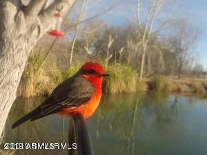 155 South Merritt Ranch Road Cornville, AZ 86325 - Photo 2 of 15 ABUNDANCE OF NATURAL WILDLIFE