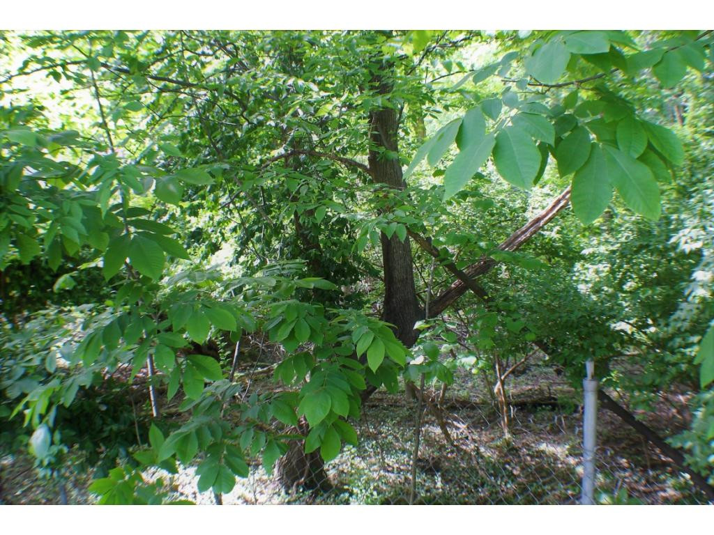 Tbd Orchard Road Elizabethton, TN 37643 - Photo 19 of 20 Photo 19