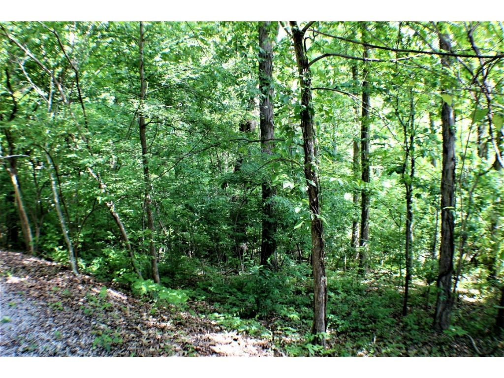 Tbd Orchard Road Elizabethton, TN 37643 - Photo 3 of 20 Photo 3