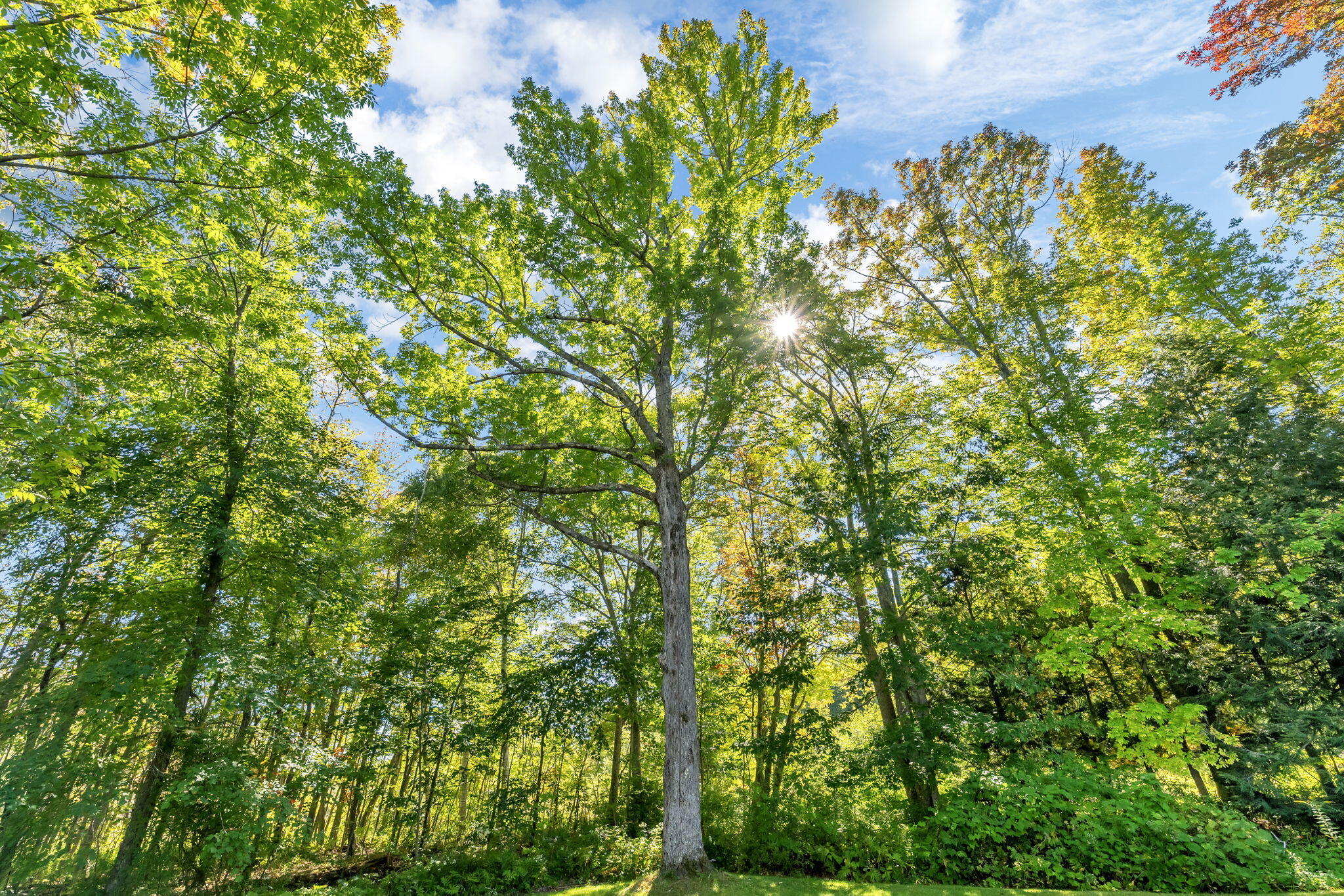 541 Camden Road Hope, ME 04847 - Photo 57 of 63 Mature Trees On Property