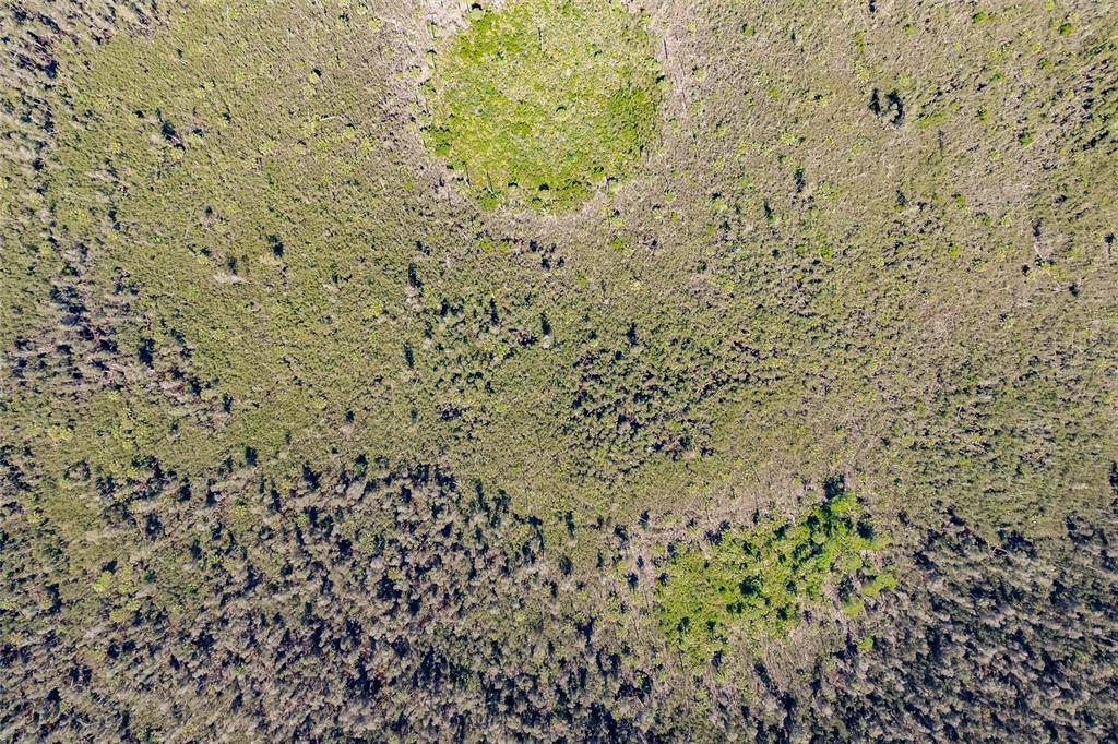 a close up of a plant