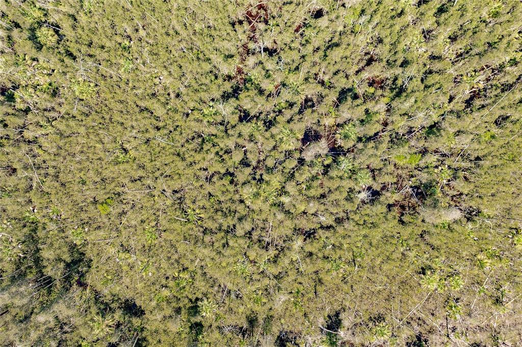 Unassigned Naples, FL 34114 - Photo 9 of 16 a close up of a plant