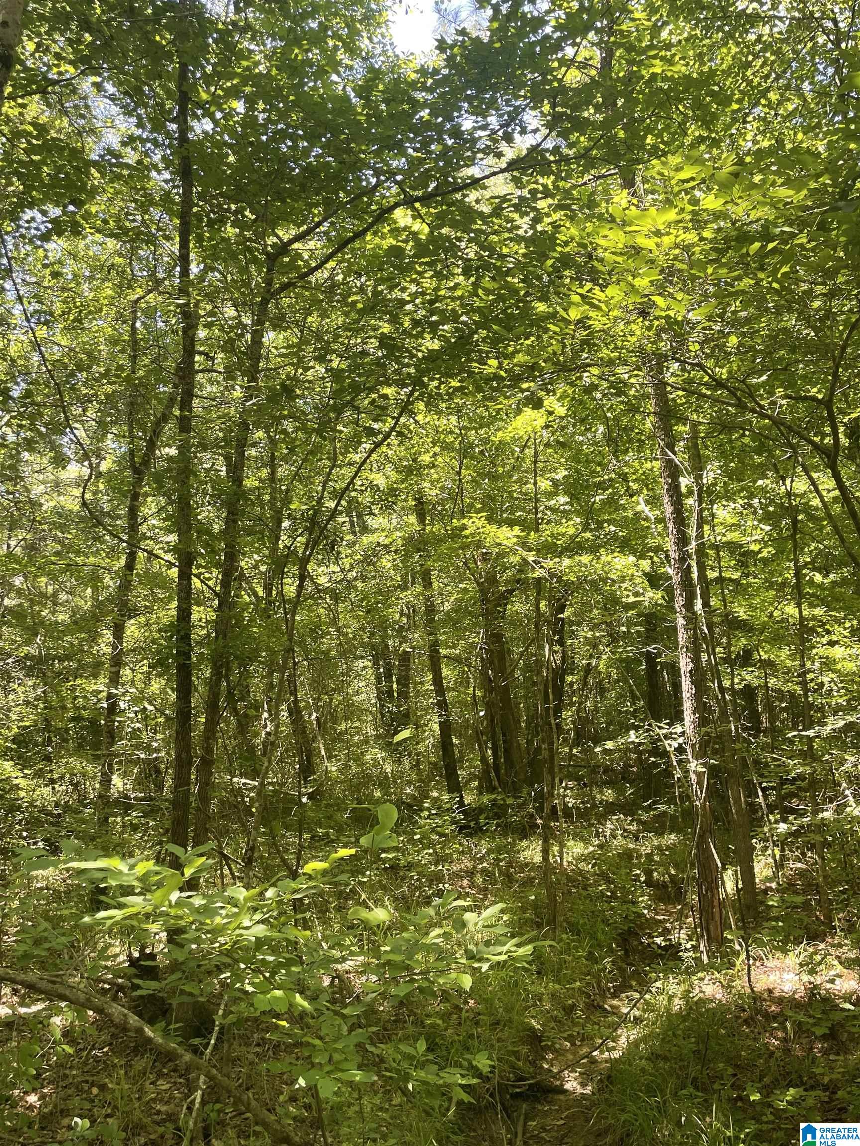 0 Chelsea Farms Road, Unit 24 Chelsea, AL 35043 - Photo 23 of 37