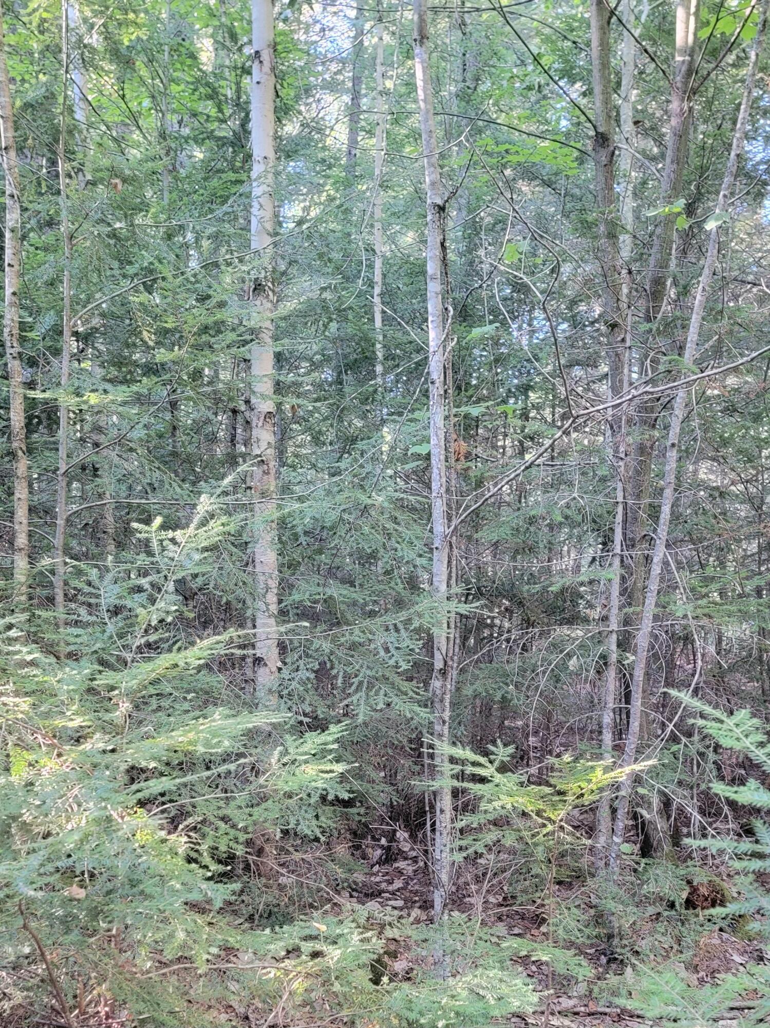 27 Trout Brook Road Mariaville, ME 04605 - Photo 16 of 18 Woods