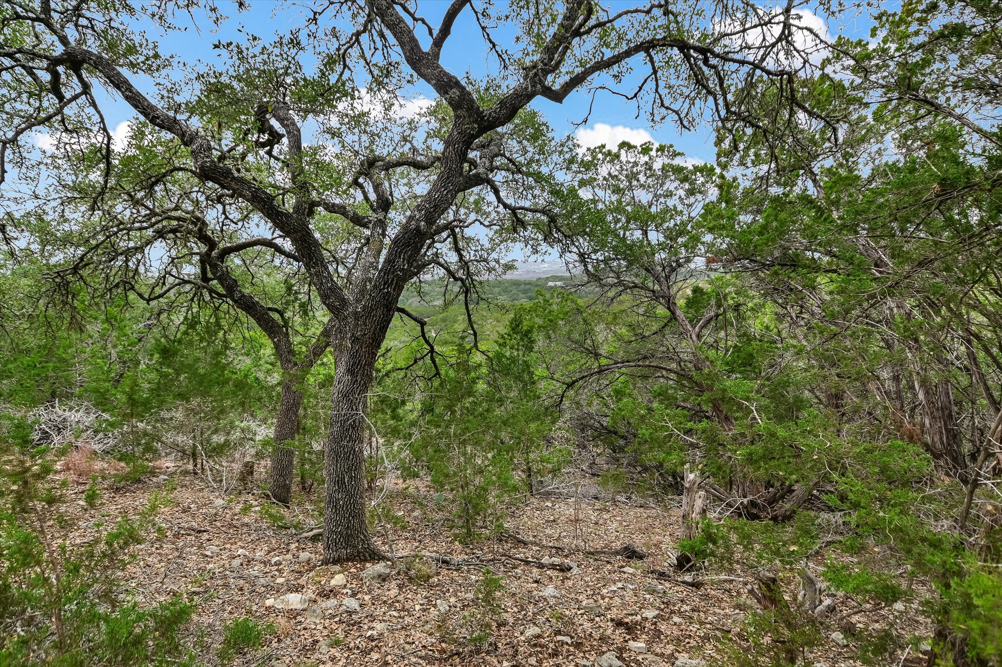 816 Buttercup Lane Wimberley, TX 78676 - Photo 36 of 36 a backyard of a house with lots of trees