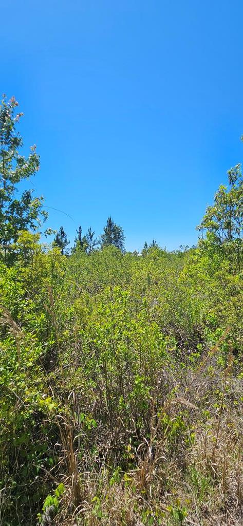 570 Clark's Landing Road Carrabelle, FL 32322 - Photo 7 of 18