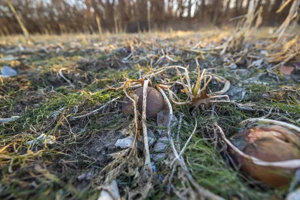 $1,090,000 | 6108 State Z Highway, Pattonsburg, MO 64670