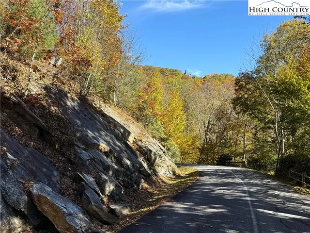 a view of a large tree