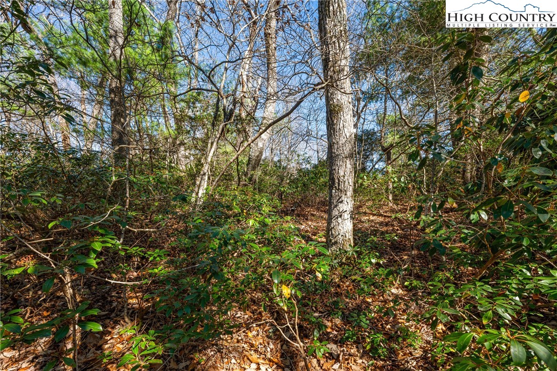 Lot 61 Boone Coffey Trail Boone, NC 28607 - Photo 8 of 22 a view of a tree
