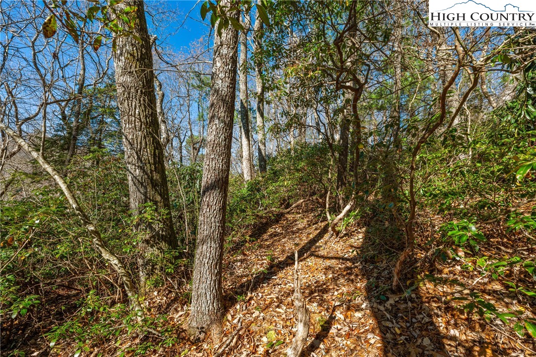 Lot 61 Boone Coffey Trail Boone, NC 28607 - Photo 9 of 22 a view of forest