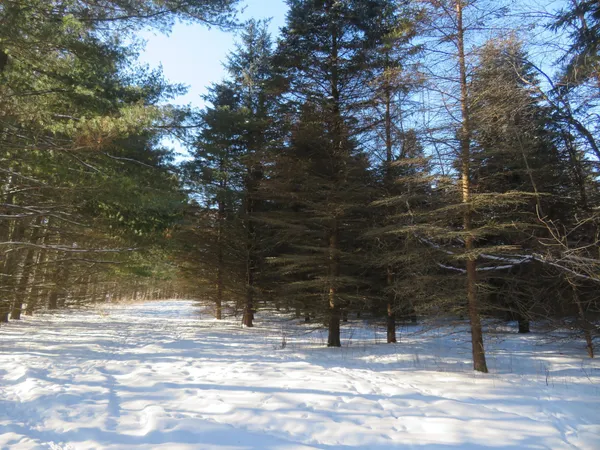 $67,500 | Lot 2 East Lincoln Avenue, Amery, WI 54001
