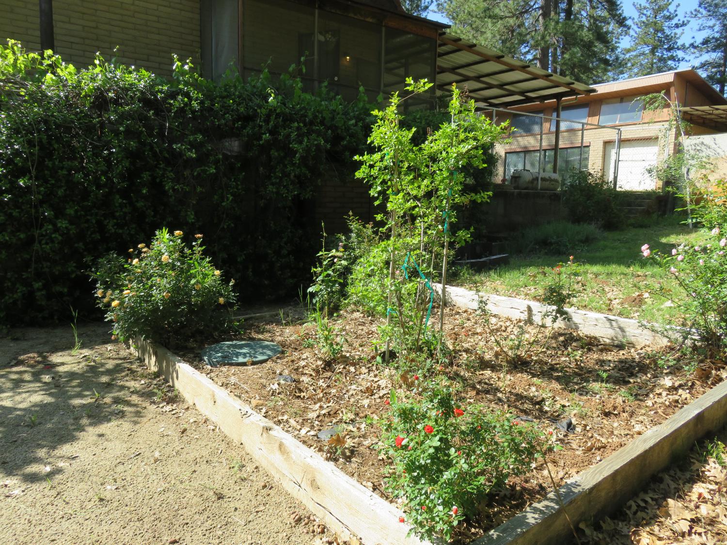 2400 Bald Mountain Road West Point, CA 95255 - Photo 25 of 68 a view of a backyard with plants