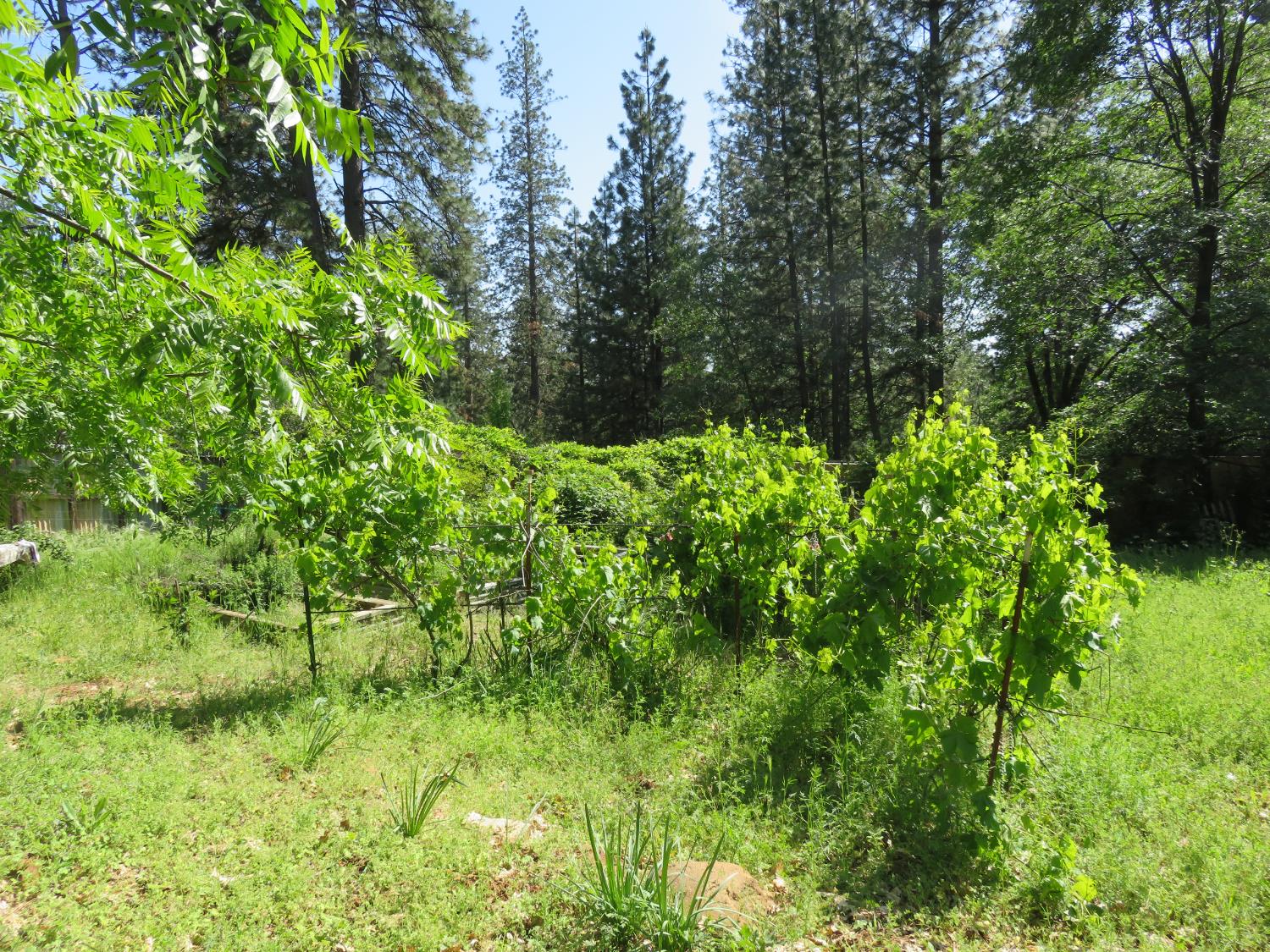 2400 Bald Mountain Road West Point, CA 95255 - Photo 26 of 68 a view of a lush green forest