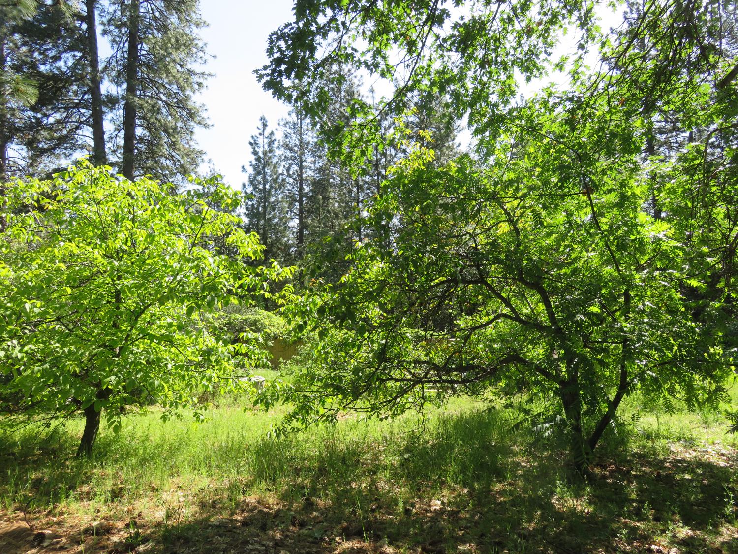 2400 Bald Mountain Road West Point, CA 95255 - Photo 28 of 68 a view of a lush green forest