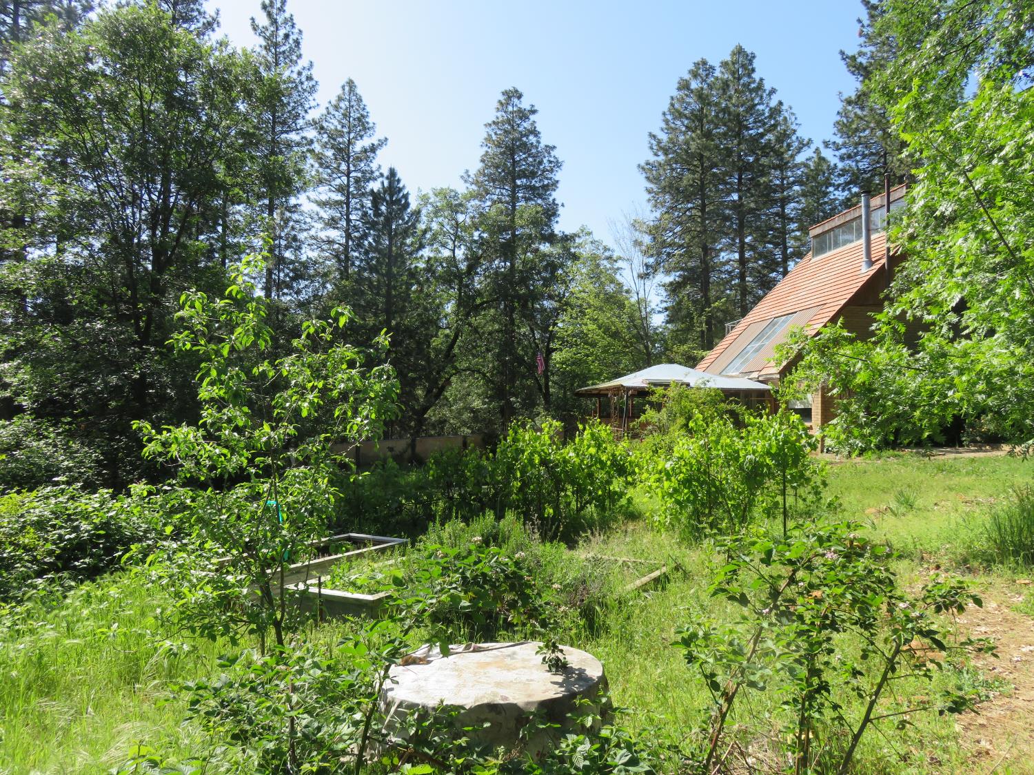 2400 Bald Mountain Road West Point, CA 95255 - Photo 30 of 68 a view of a garden with plants and large trees
