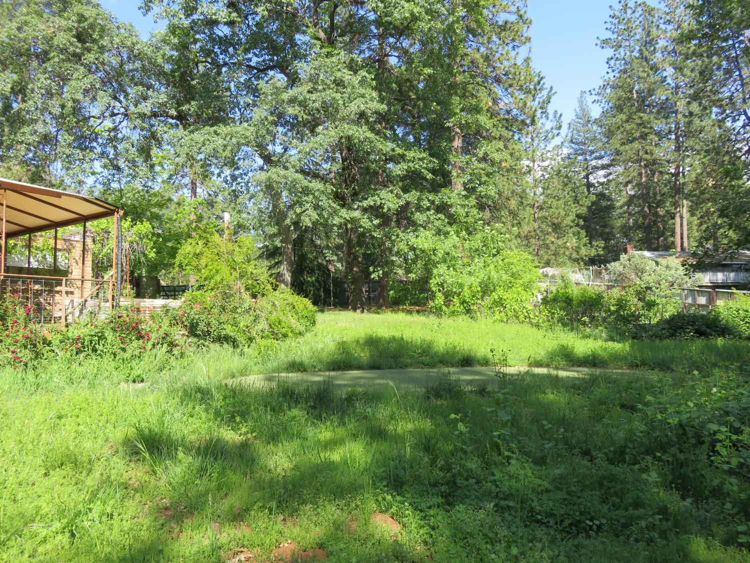 2400 Bald Mountain Road West Point, CA 95255 - Photo 32 of 68 a view of a yard with plants and large trees