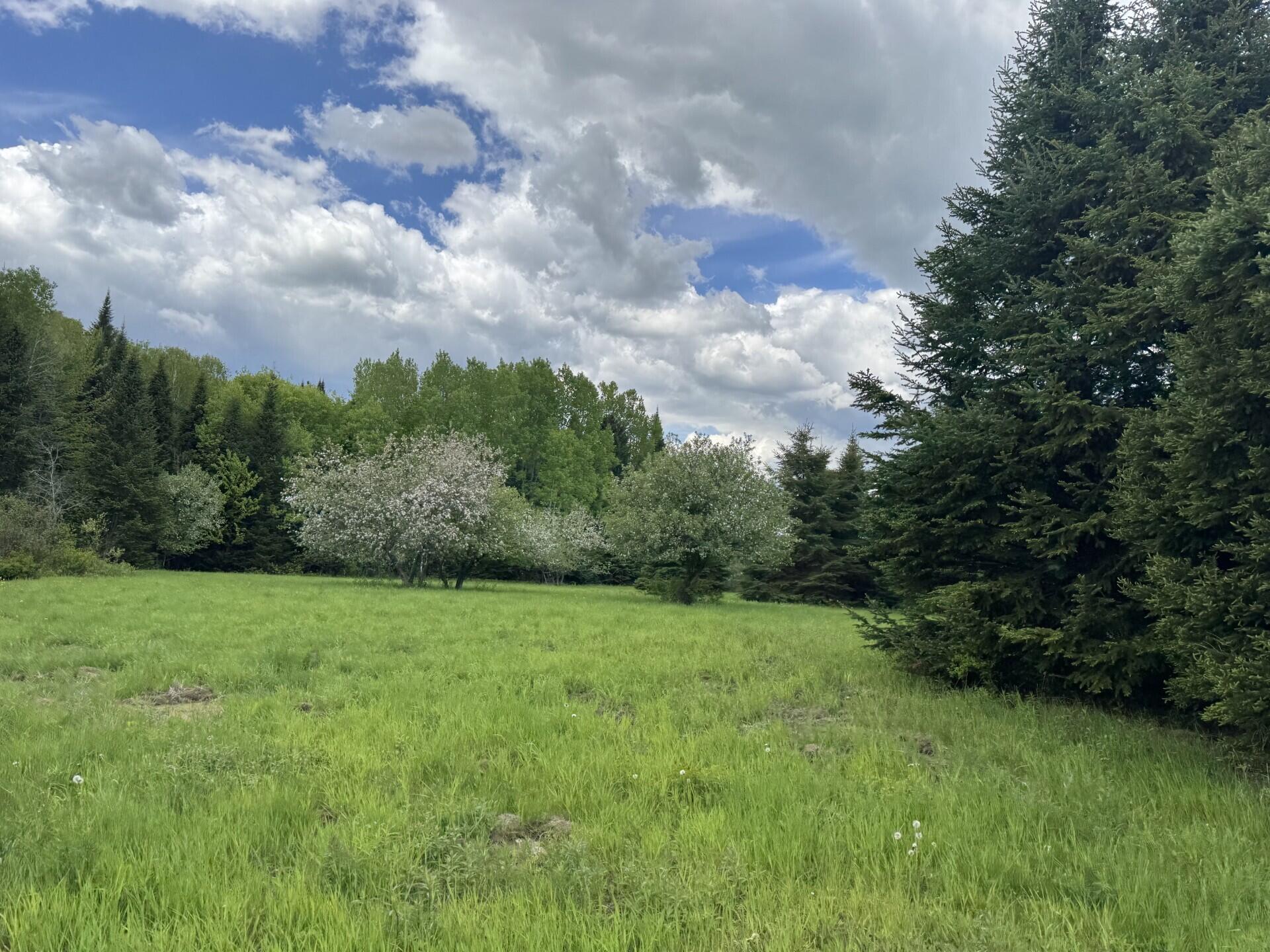 328 Clark Road Merrill, ME 04780 - Photo 24 of 55 Back Acreage (328 Clark Road) III