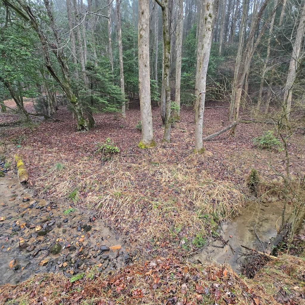 5134 Boardtown Road Ellijay, GA 30540 - Photo 17 of 41 a view of a forest with trees