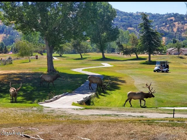a view of a yard with trees in the background