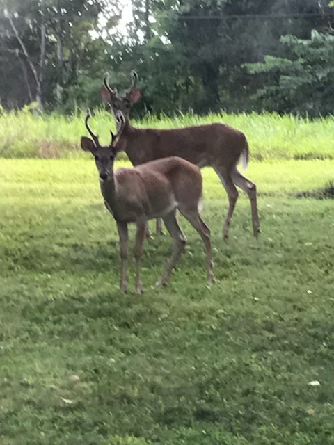 3103 Lipscomb Road Springfield, TN 37172 - Photo 29 of 30 a view of yard from a lake view