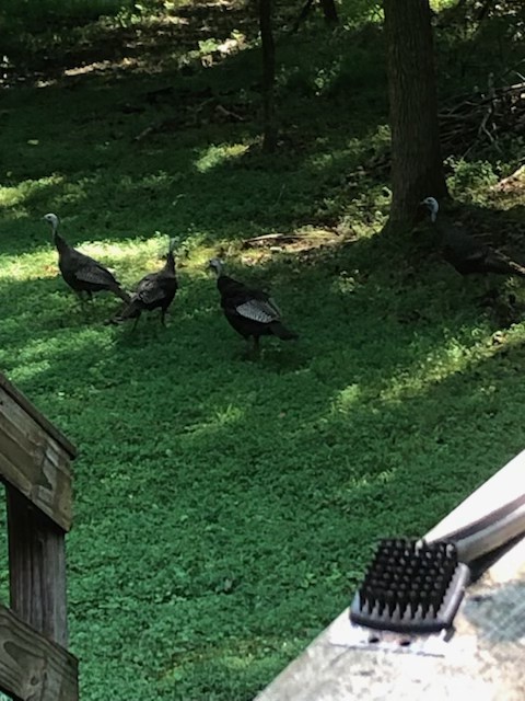 3103 Lipscomb Road Springfield, TN 37172 - Photo 30 of 30 a view of a backyard of the house