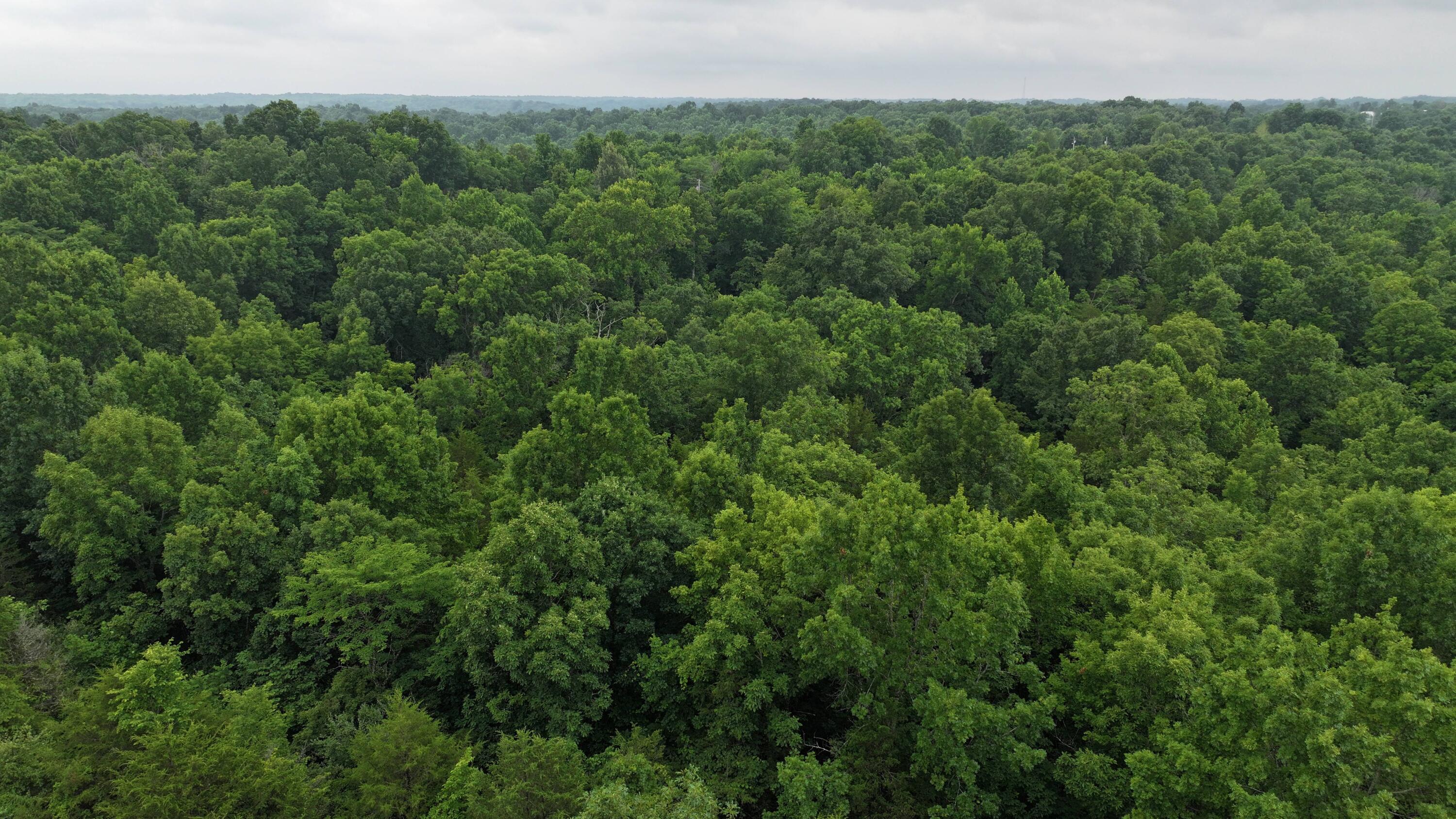 10792 New Columbus Road Owenton, KY 40359 - Photo 15 of 22 DJI_20260709104406_0032_D