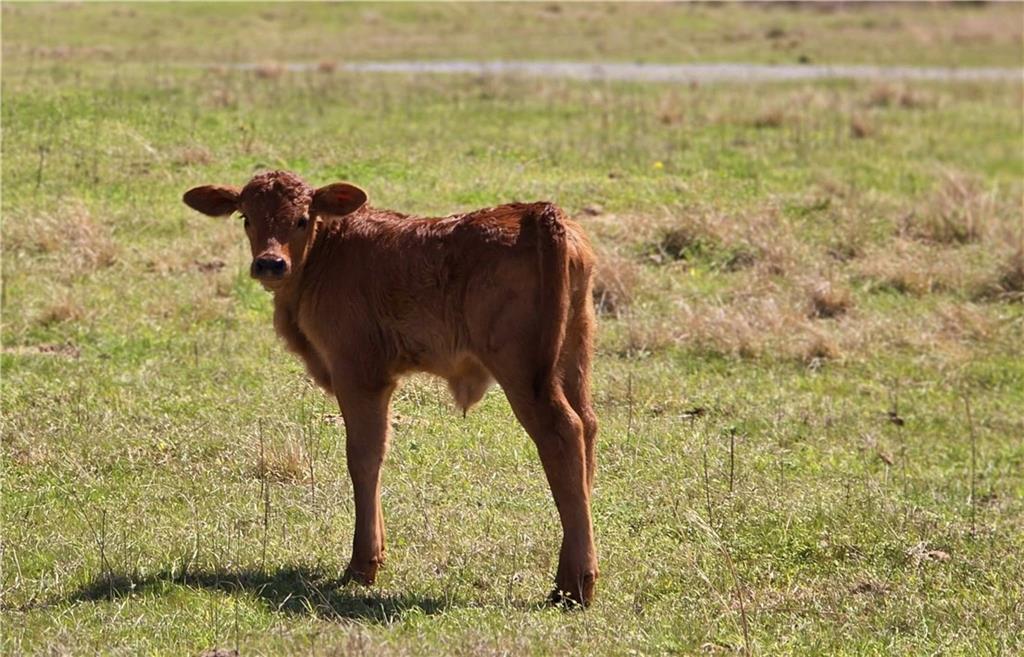 947 Bellhouse Road Macon, GA 31217 - Photo 113 of 132