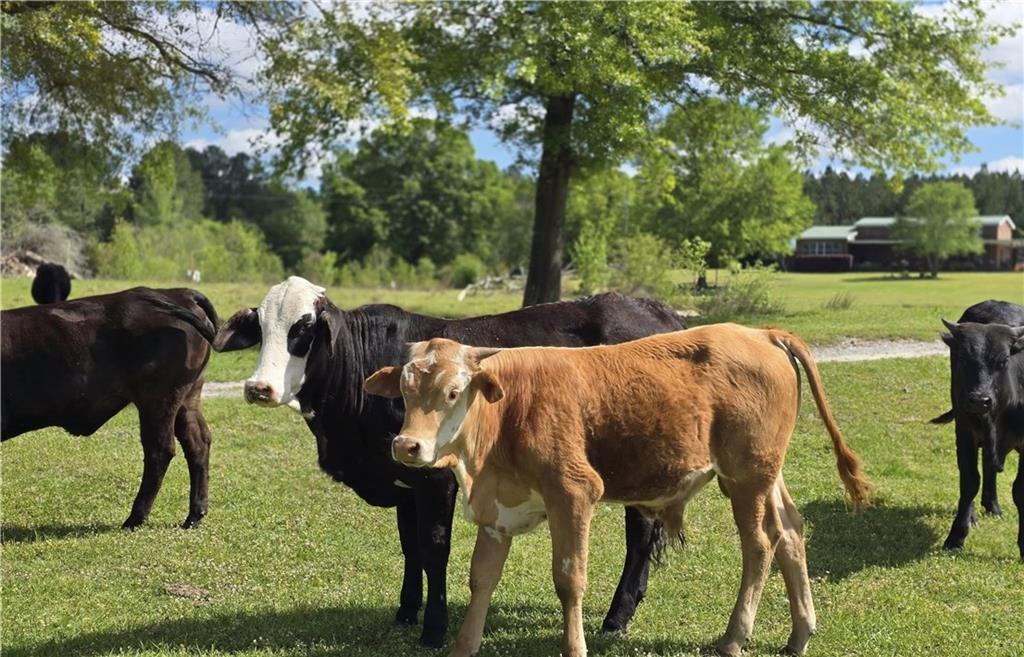 947 Bellhouse Road Macon, GA 31217 - Photo 3 of 132