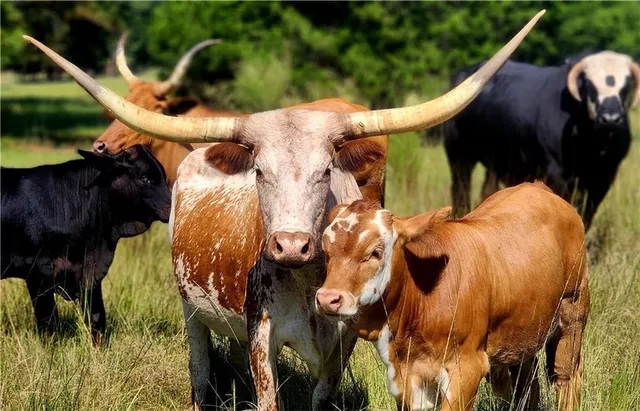 $1,400,000 | 947 Bellhouse Road, Macon, GA 31217