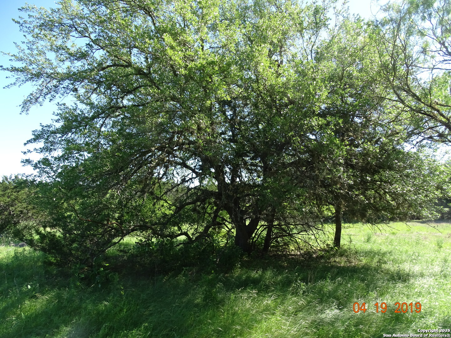 178 Bridlegate Boulevard Bandera, TX 78003 - Photo 3 of 4 a view of lush green forest