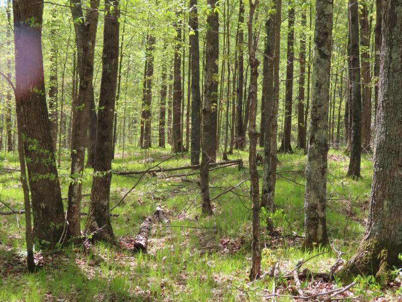 On Sand Lake Road, Unit 15 ACRES Crandon, WI 54520 - Photo 6 of 22 Gallery Image 6