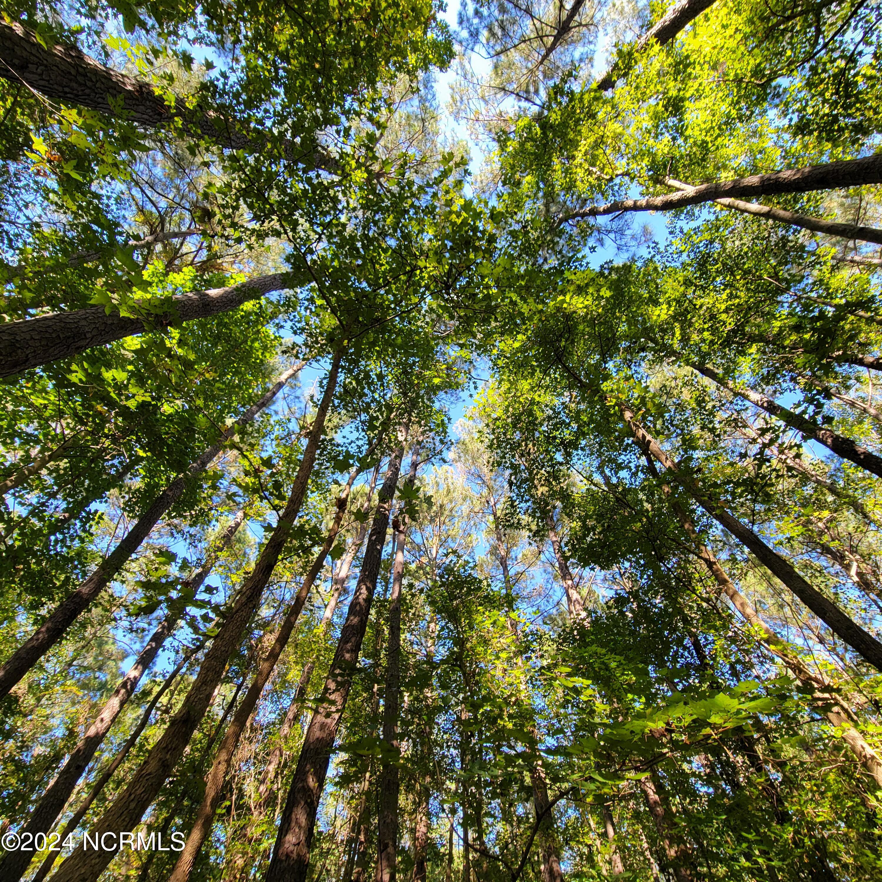 2294 Dawson Cabin Road Jacksonville, NC 28540 - Photo 19 of 51 20241010_150156