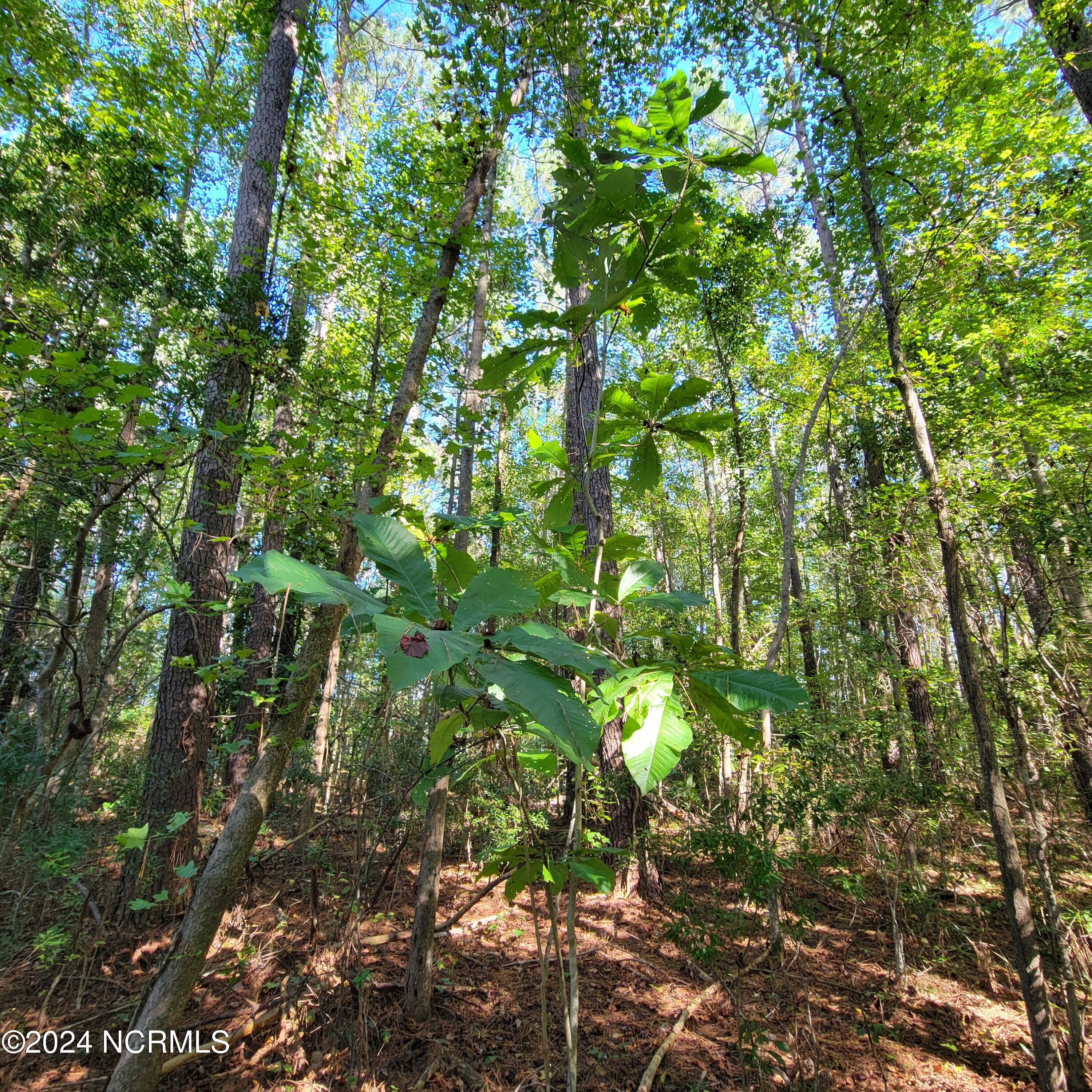 2294 Dawson Cabin Road Jacksonville, NC 28540 - Photo 23 of 51 20241010_150541