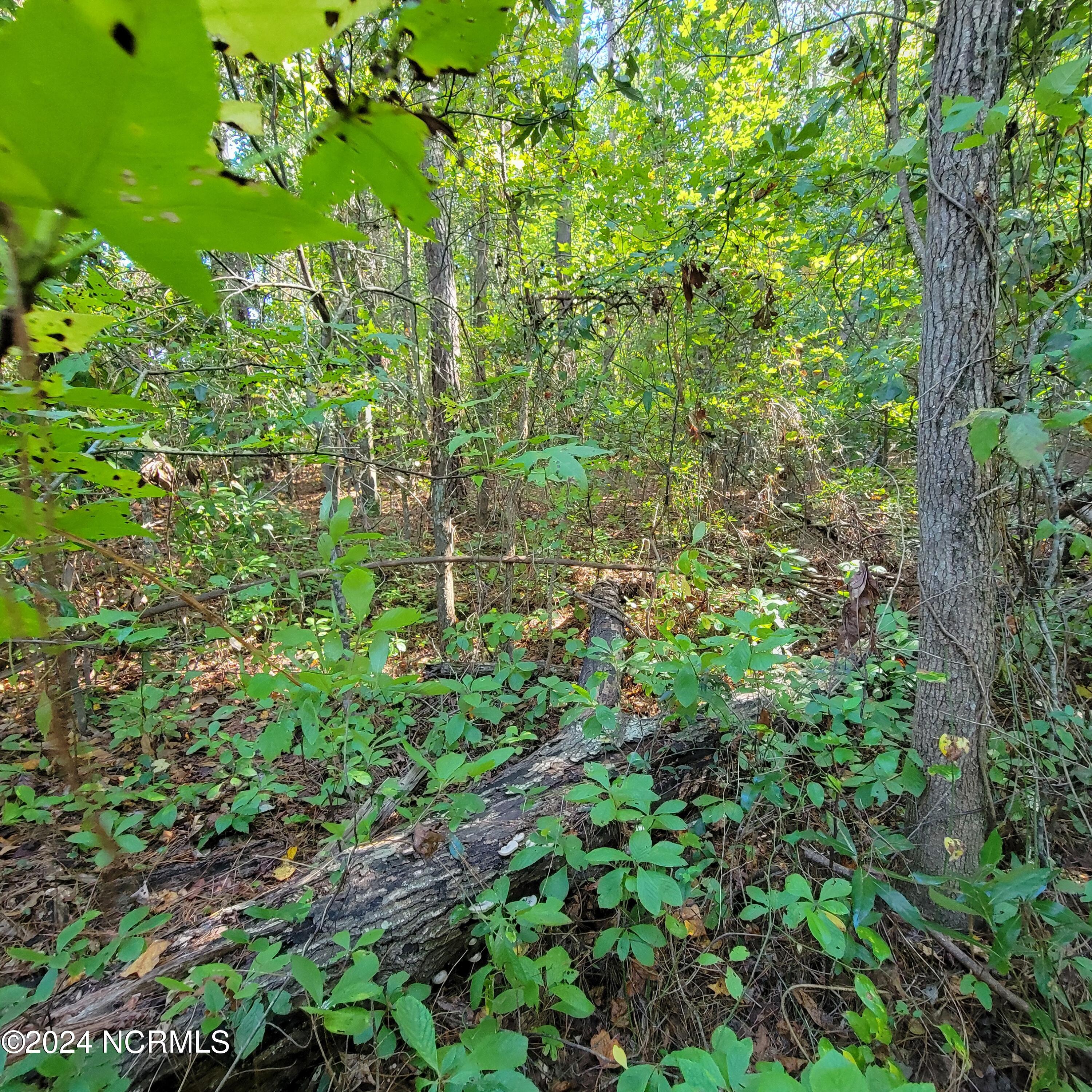 2294 Dawson Cabin Road Jacksonville, NC 28540 - Photo 28 of 51 20241010_151028