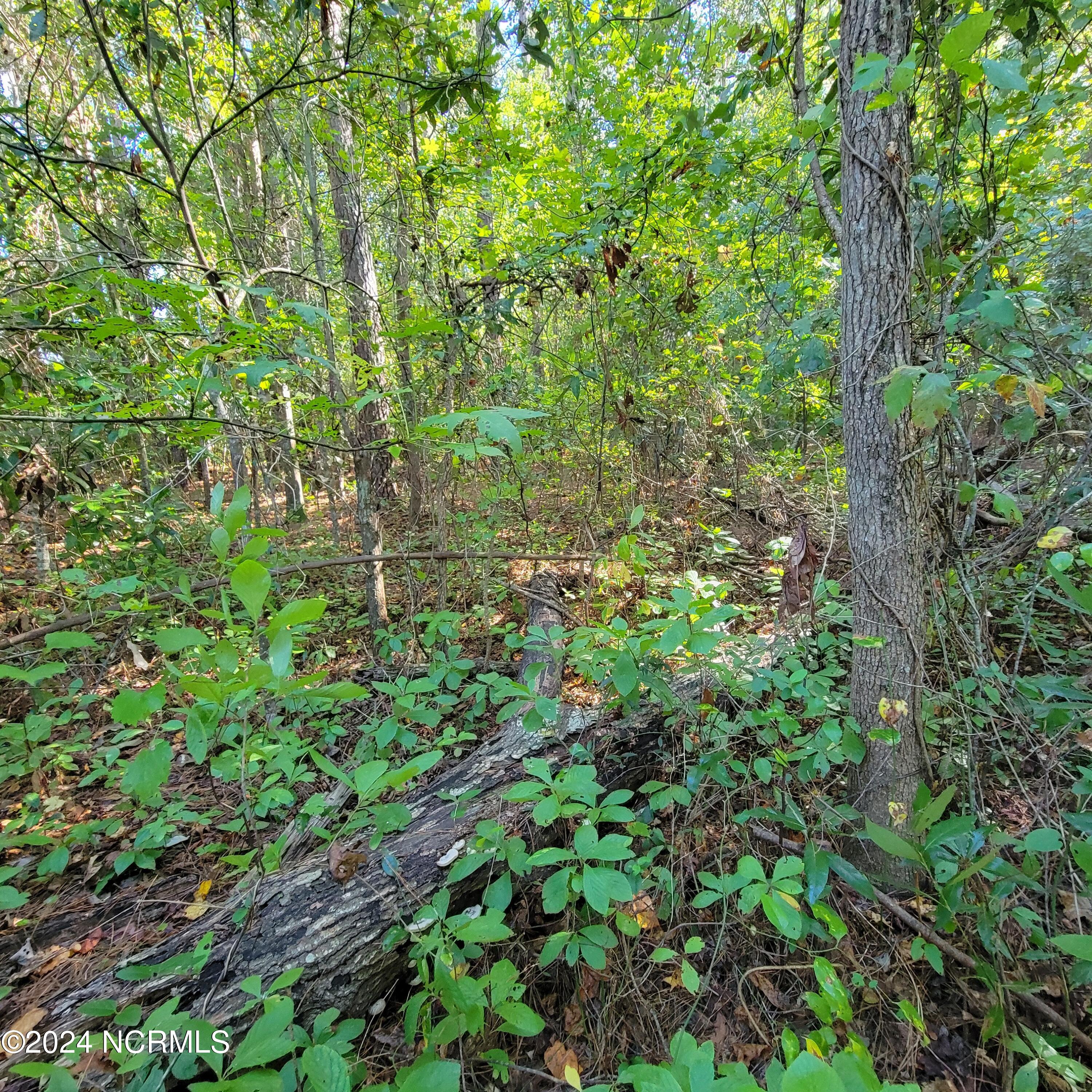 2294 Dawson Cabin Road Jacksonville, NC 28540 - Photo 29 of 51 20241010_151030