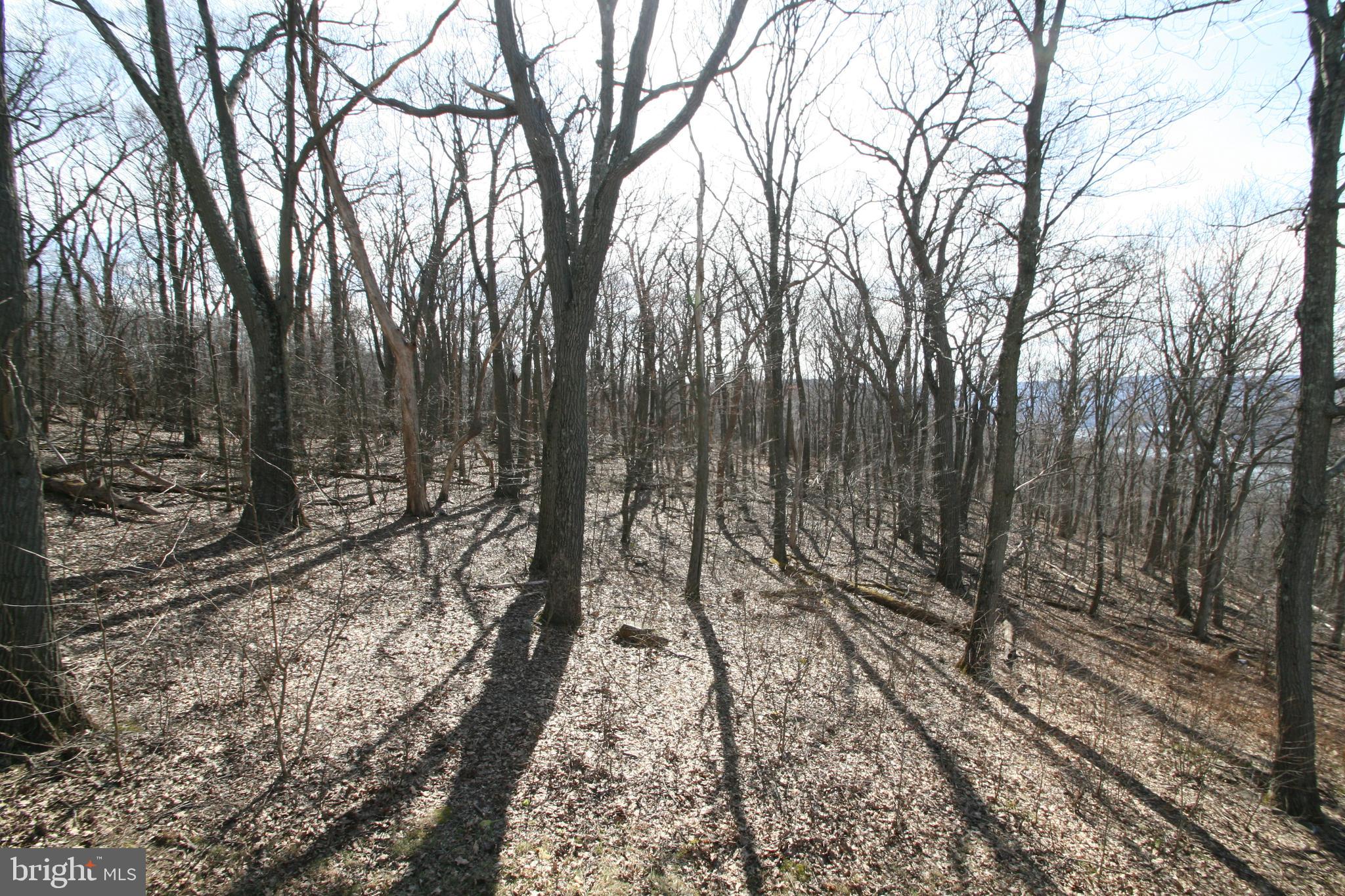6448 Red Maple Circle Huntingdon, PA 16652 - Photo 6 of 39 State Game Land