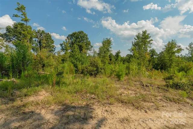 a view of a forest with trees
