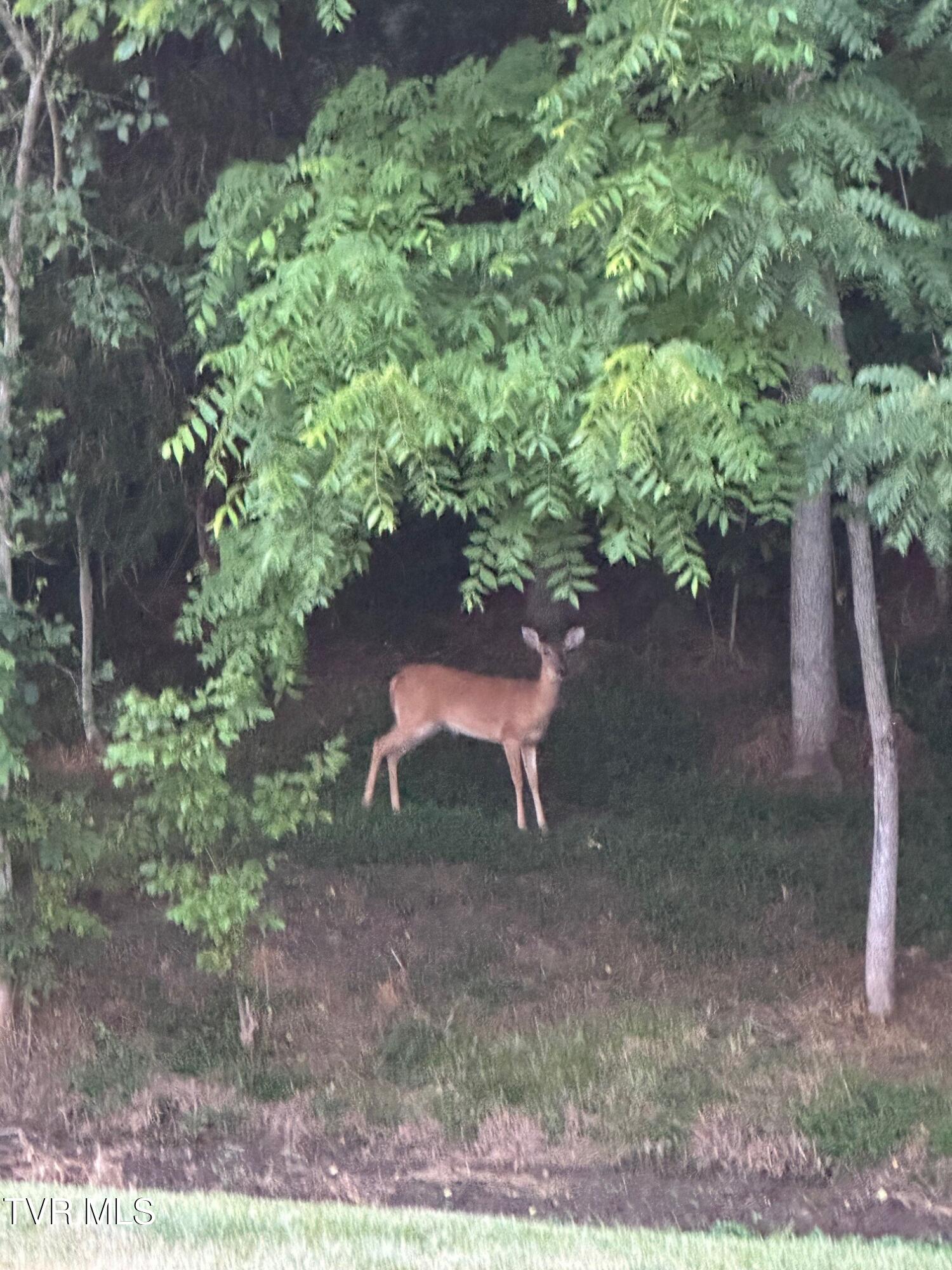 375 Middle Creek Road Afton, TN 37616 - Photo 115 of 119 Deer 06