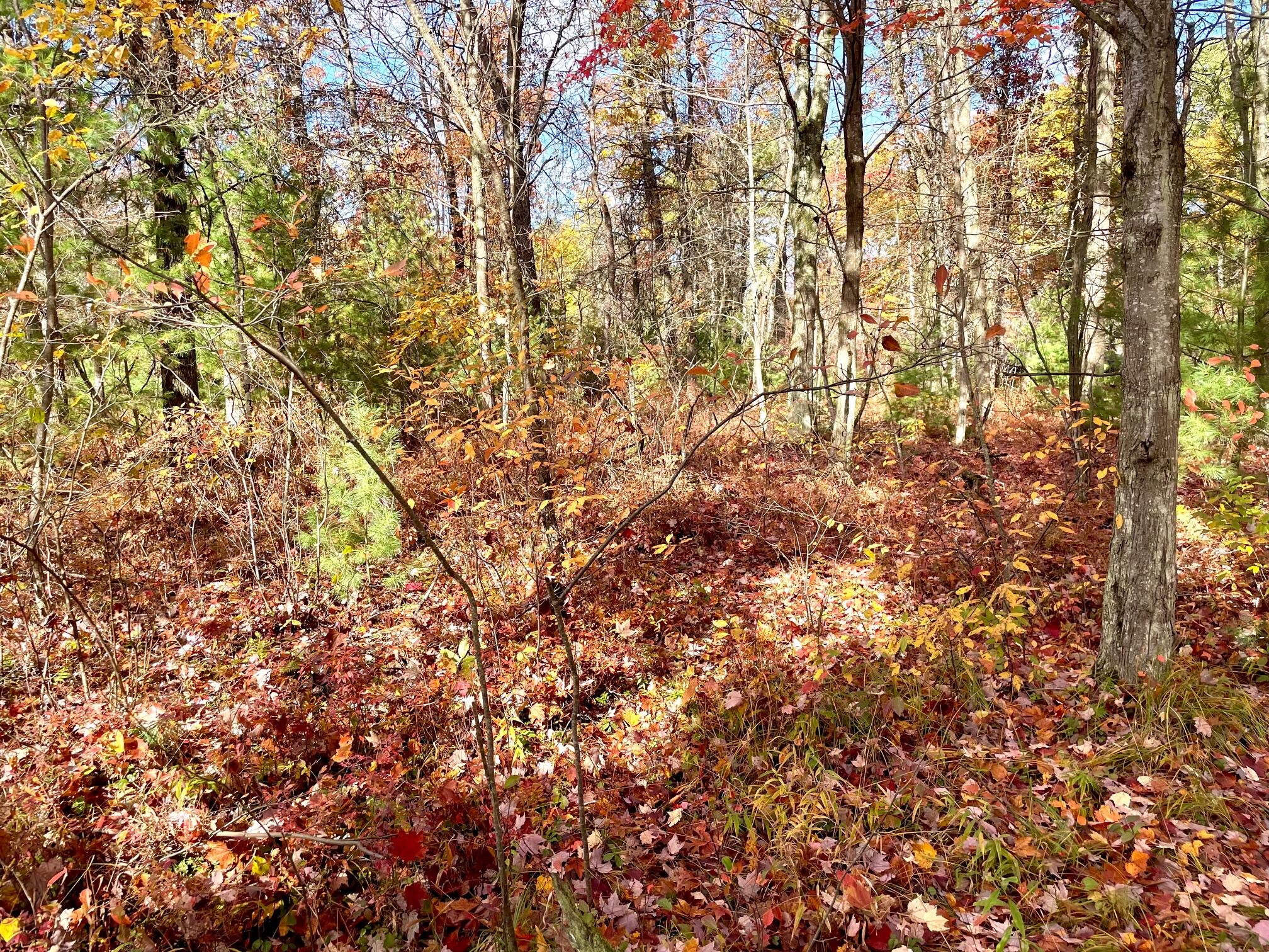 10-acres West Fletcher Road Roscommon, MI 48653 - Photo 8 of 16 Property