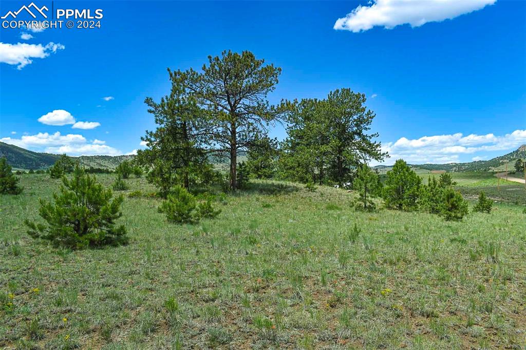 56 View Lane Guffey, CO 80820 - Photo 12 of 38 a view of a golf course with a tree