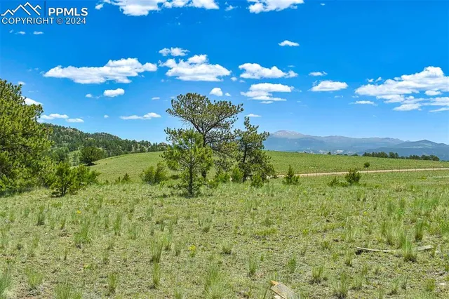 a view of a bunch of flowers in middle of the green field