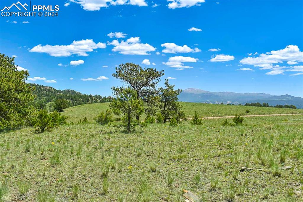 56 View Lane Guffey, CO 80820 - Photo 14 of 38 a view of a bunch of flowers in middle of the green field