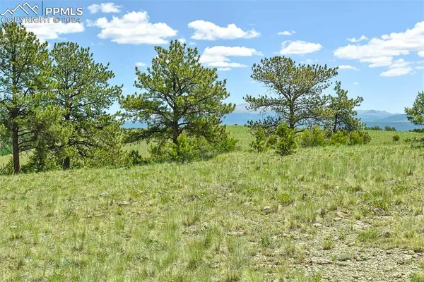 a view of a bunch of trees and bushes