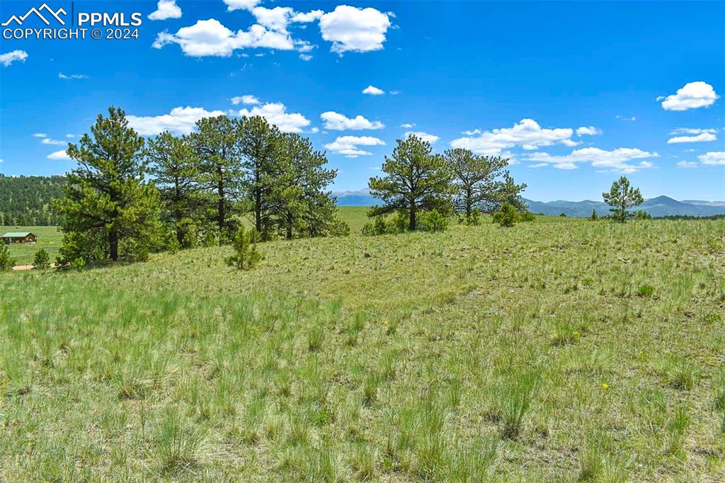 56 View Lane Guffey, CO 80820 - Photo 18 of 38 a view of a yard with an tree